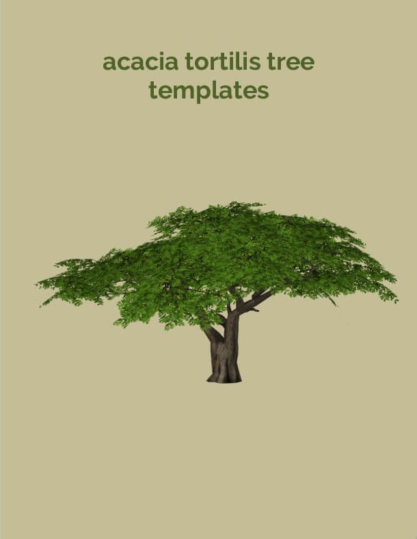 acacia tortilis tree templates