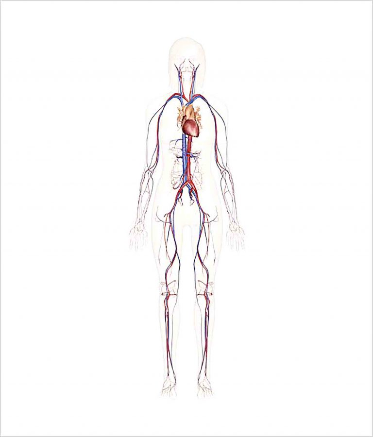 Sample Human Body Outline Template for the Learning Media to Draw