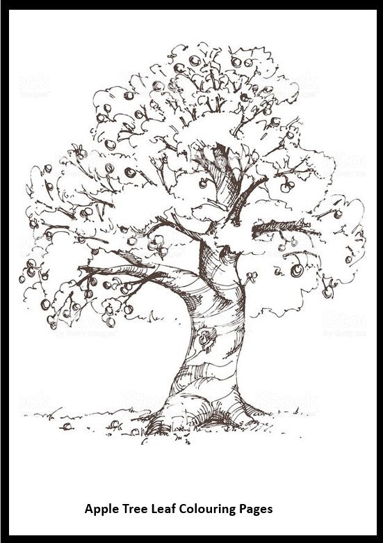 Apple Tree Leaf Colouring Pages