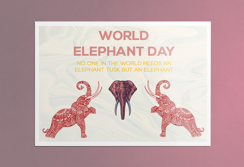 PSD Template For Elephent Greeting Card
